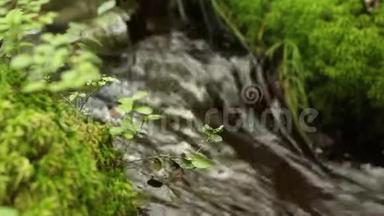 森林溪流的清澈清澈的连续水流